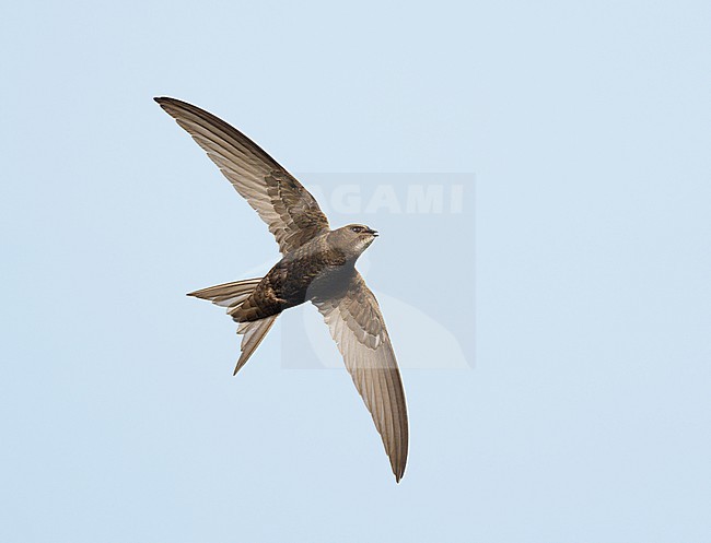 Common Swift (Apus apus) on migration flying against a blue sky showing underside and wings fully spread stock-image by Agami/Ran Schols,