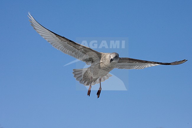 Immature Glaucous-winged Gull (Larus glaucescens) in flight. stock-image by Agami/Marc Guyt,