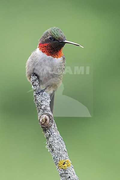 Ruby-throated Hummingbird (Archilochus colubris) perched on a branch in Ontario, Canada stock-image by Agami/Glenn Bartley,