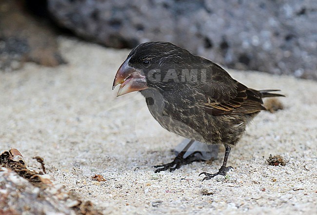 Large Ground Finch (Geospiza magnirostris) on the Galapagos islands, Ecuador. Foraging on the ground. stock-image by Agami/Dani Lopez-Velasco,
