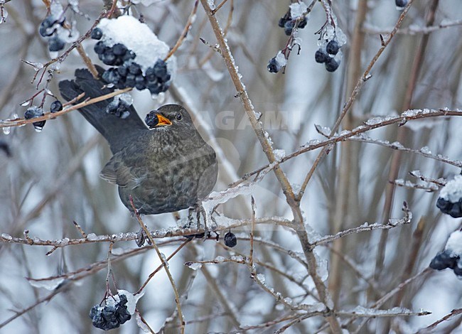 Common Blackbird male eating berries; Merel man bessen etend stock-image by Agami/Markus Varesvuo,