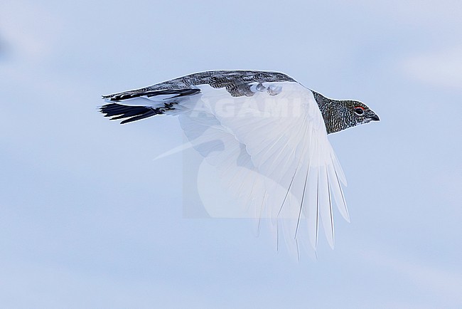 rock ptarmigan (lagopus muta) of subspecies helvetica in flight in eclipse plumage from grey autumn plumage into white winter plumage, foun in Karwendel Mountains in Bavarian Alps in Germany stock-image by Agami/Mathias Putze,