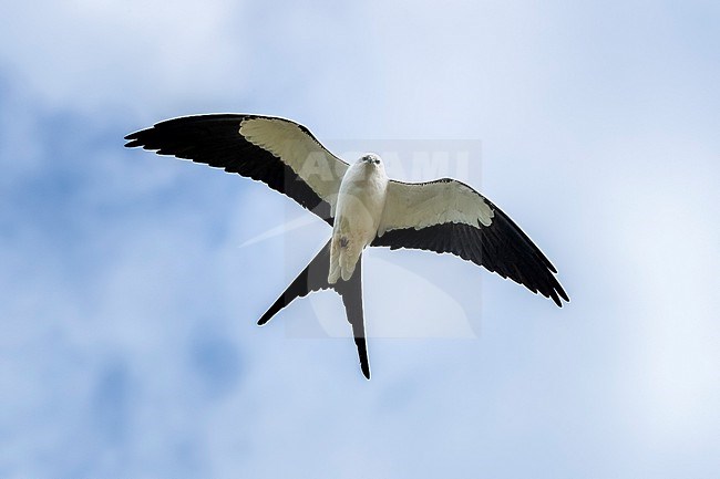 Swallow-tailed Kite (Elanoides forficatus forficatus) flying over Urzelina, Sao Jorge, Azores, Portugal. stock-image by Agami/Vincent Legrand,
