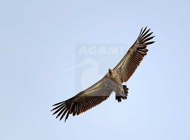 African WHite-backed Vulture (Gyps africanus) stock-image by Agami/Dani Lopez-Velasco,