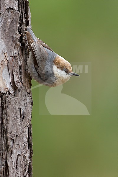 Brown-headed Nuthatch (Sitta pusilla) perched at a tree stock-image by Agami/Dubi Shapiro,