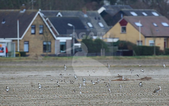 Sneeuwgorzen op trek. Snow Buntings on migration. stock-image by Agami/Jacques van der Neut,