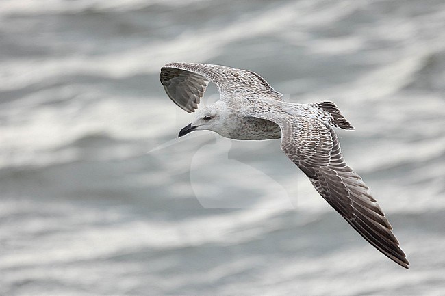  stock-image by Agami/Menno van Duijn,