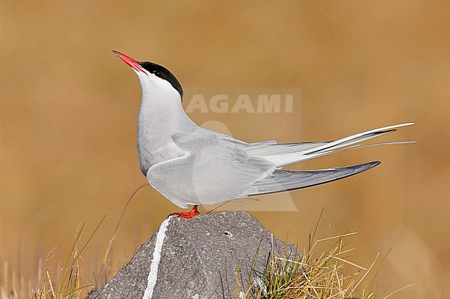 Arctic Tern (Sterna paradisaea), side view of an adult standing on a rock, Western Region, Iceland stock-image by Agami/Saverio Gatto,