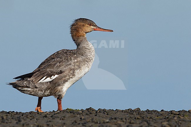 Adult female
San Diego Co., CA
March 2015 stock-image by Agami/Brian E Small,