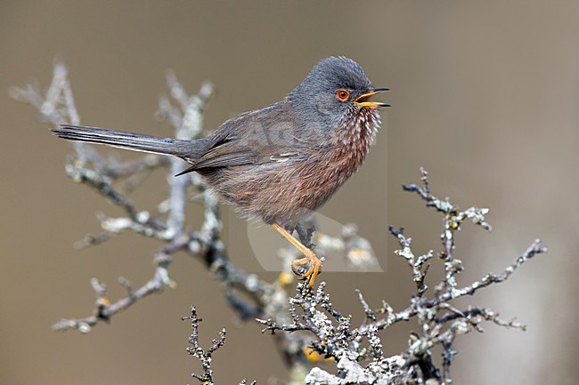 Zingende Provencaalse Grasmus; Dartford Warbler singing stock-image by Agami/Daniele Occhiato,