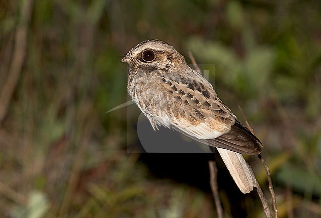 White-winged Nightjar (Eleothreptus candicans) in Paraguay. stock-image by Agami/Pete Morris,