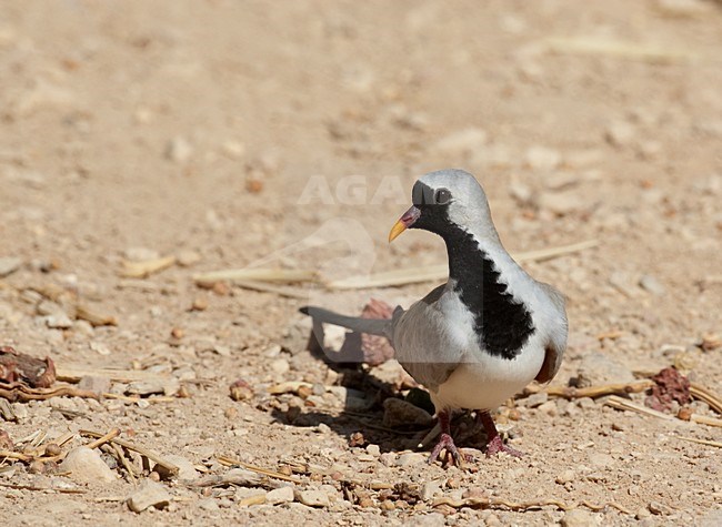 Mannetje Maskerduif; Male Namaqua Dove stock-image by Agami/Markus Varesvuo,