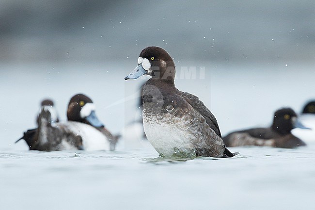 Greater Scaup - Bergente - Aythya marila ssp. marila, Austria, adult female stock-image by Agami/Ralph Martin,