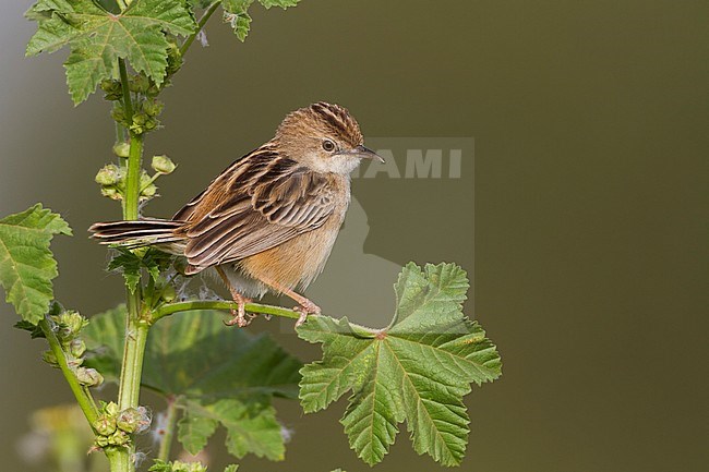 Zitting Cisticola - Zistensänger - Cisticola juncidis ssp. cisticola, Morocco stock-image by Agami/Ralph Martin,