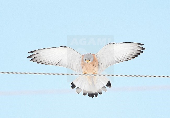 Lesser Kestrel is common in the wide fields of southern Kazachstan, where close to the Tien Shan mountains weather can change quickly. stock-image by Agami/Eduard Sangster,
