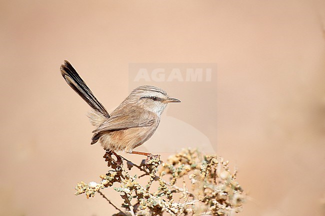 Streaked Scrub Warbler (Scotocerca inquieta) perched against a clean background, Amram's Pillars, Israel stock-image by Agami/Tomas Grim,