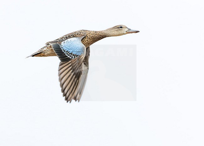 Wintering Blue-winged Teal, Spatula discors, on Bermuda. Adulttype female in flight. stock-image by Agami/Marc Guyt,