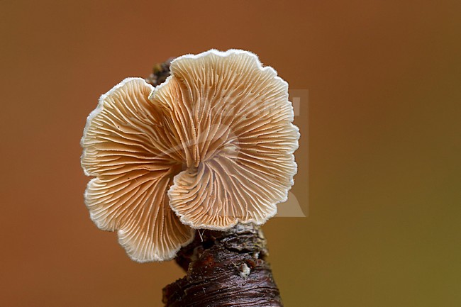 Wit oorzwammetje; Variable Oysterling; stock-image by Agami/Walter Soestbergen,