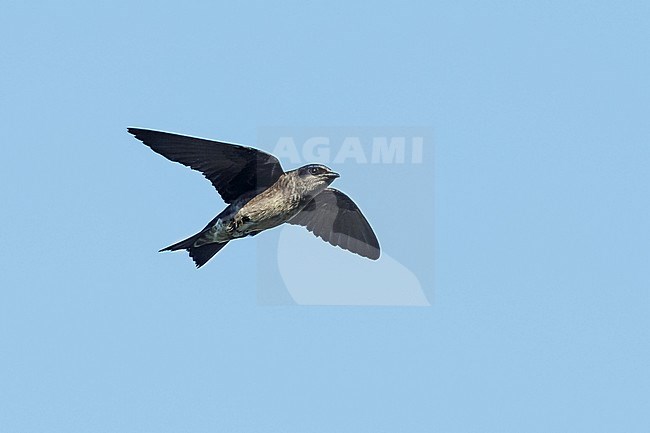 Adult female Purple Martin, Progne subis
Galveston Co., TX
April 2016 stock-image by Agami/Brian E Small,