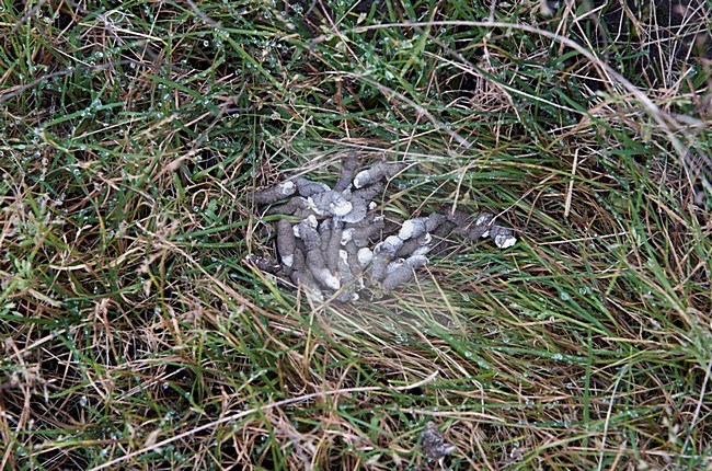 Patrijs uitwerpselen, Grey Partridge droppings stock-image by Agami/Markus Varesvuo,