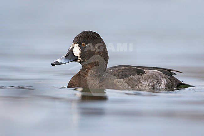 Hybrid Common Pochard x Tufted Duck, Hybride Kuifeend x Tafeleend, Aythya ferina x A. fuligula, France, adult female stock-image by Agami/Ralph Martin,