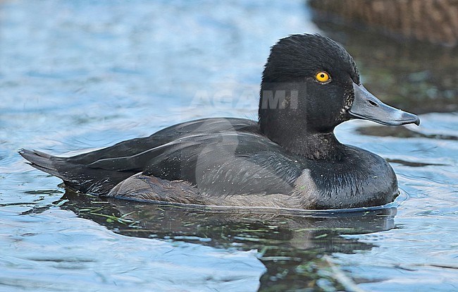 Ring-necked Duck (Aythya collaris), adult male in eclips swimming in captivity, seen from the side. stock-image by Agami/Fred Visscher,