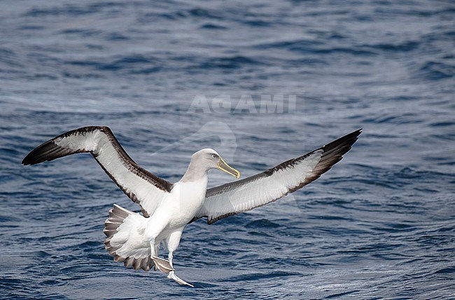 Adult Northern Buller's Albatross (Thalassarche bulleri platei) during a chumming session off Chatham Islands, New Zealand. Landing on the water with both wings outstretched. stock-image by Agami/Marc Guyt,
