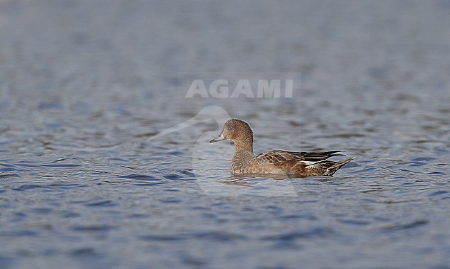 First-winter European Wigeon (Anas penelope), swimming in a lake at Vallensbæk in Denmark. stock-image by Agami/Helge Sorensen,