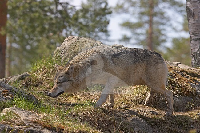 Wolf in Fins bos; Grey Wolf in Finnish forest stock-image by Agami/Jari Peltomäki,
