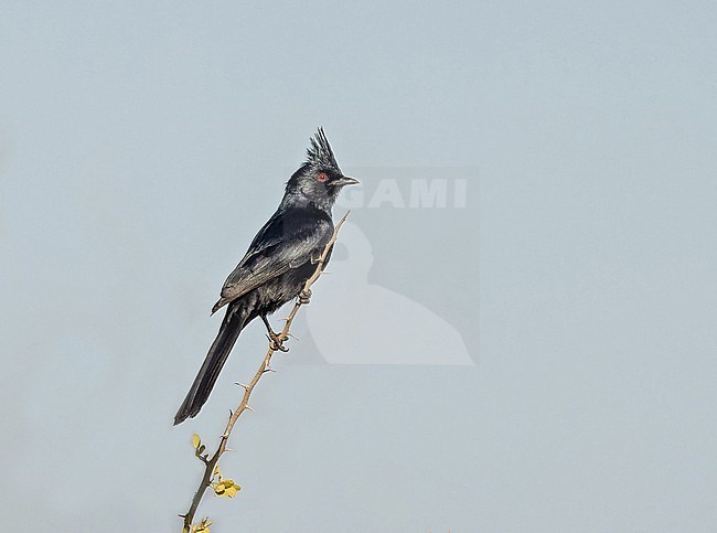 Male Phainopepla, Phainopepla nitens, in Western Mexico. stock-image by Agami/Pete Morris,