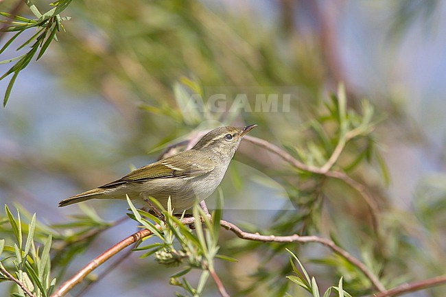 An Grey-legged Leaf-Warbler (Phylloscopus plumbeitarsus) perching on a branch of a willow tree at lake Buir Nuur in Mongolia stock-image by Agami/Mathias Putze,