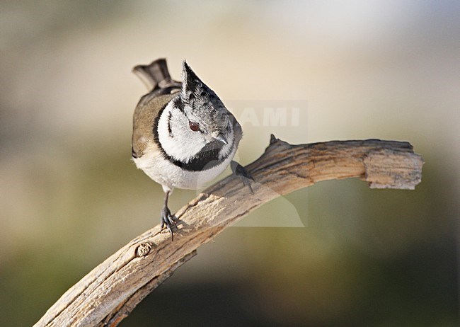Crested Tit perched on branch; Kuifmees zittend op tak stock-image by Agami/Roy de Haas,