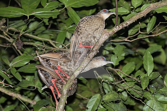 Family of Nkulengu Rails, Himantornis haematopus, roosting at night on a branch in Ghana. It is notoriously difficult to visually observe, preferring to hide. stock-image by Agami/Pete Morris,