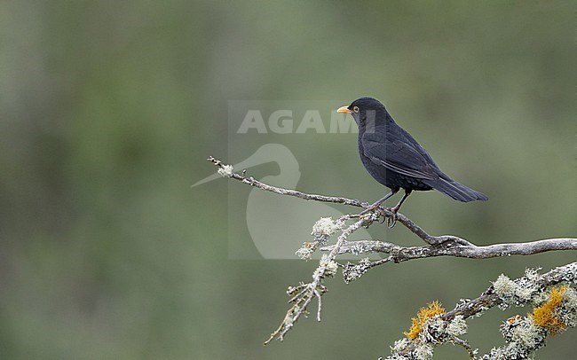 Common Blackbird (Turdus merula cabrerae) male perched on a lichen covered branch at Tenerife, Canary Islands, Spain stock-image by Agami/Helge Sorensen,