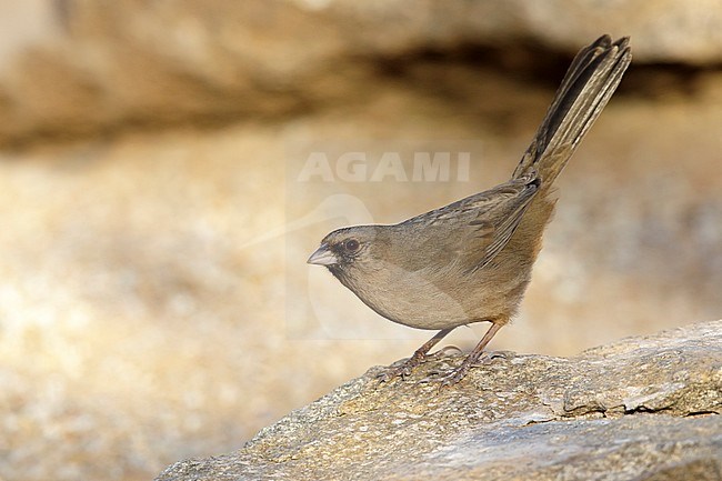 Adult Abert's Towhee (Melozone aberti) perched on a rock in Maricopa Co., Arizona, United States. stock-image by Agami/Brian E Small,