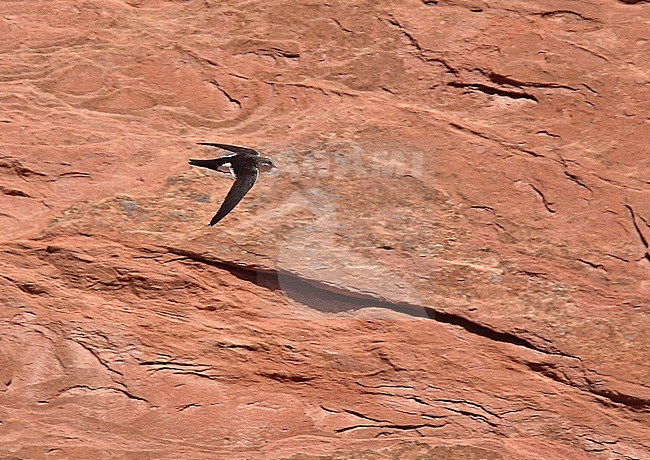 White-throated Swift (Aeronautes saxatalis saxatalis) Like all swifts, they use their short legs only for clinging onto vertical surfaces or wires, and never land on the ground voluntarily. stock-image by Agami/Andy & Gill Swash ,