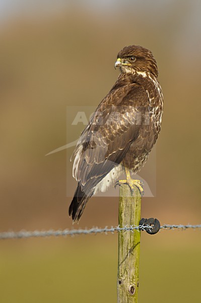 Buizerd zittend op een paal; Common Buzzard perched on a pole stock-image by Agami/Hans Gebuis,