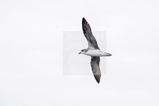 Desertas Petrel (Pterodroma deserta) at sea off Madeira. stock-image by Agami/Pete Morris,