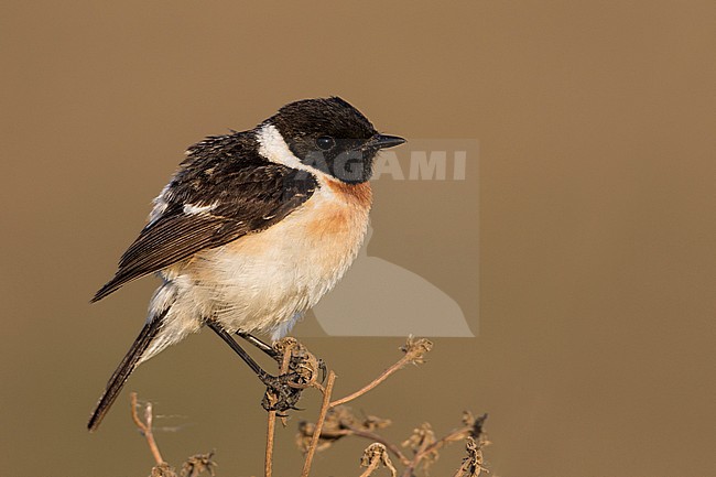 Siberian Stonechat - Pallasschwarzkehlchen - Saxicola maurus, Russia (Ural), adult male stock-image by Agami/Ralph Martin,