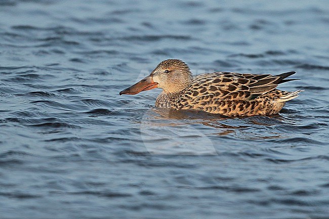 Northern Shoveler (Spatula clypeata), adult female swimmig, seen from the side. stock-image by Agami/Fred Visscher,