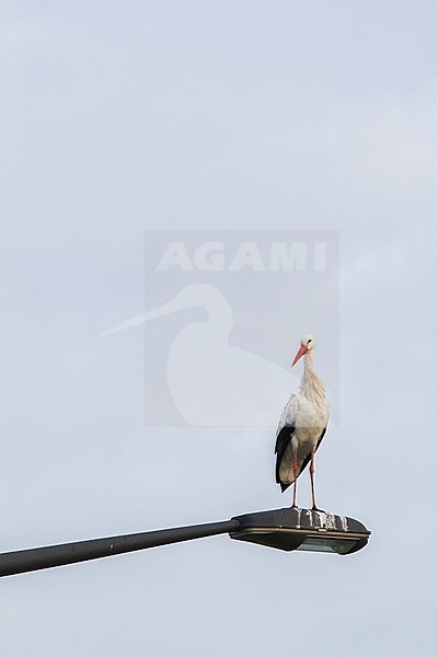 Ooievaar zittend op een lantaarnpaal; White Stork (Ciconia ciconia) perched on lamppole stock-image by Agami/Menno van Duijn,