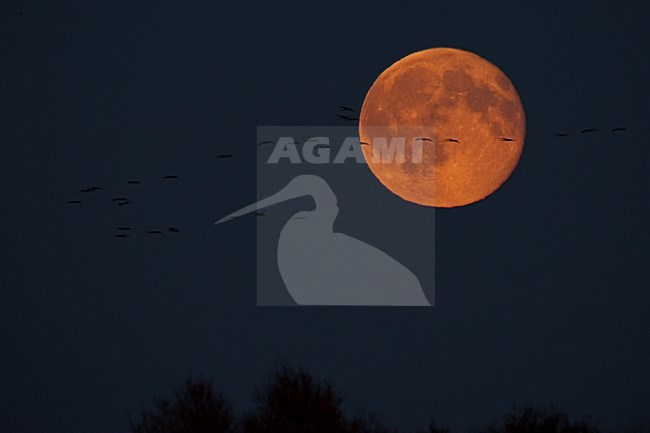 Kraanvogel groep vliegend voor maan; Common Crane group flying with moon stock-image by Agami/Han Bouwmeester,
