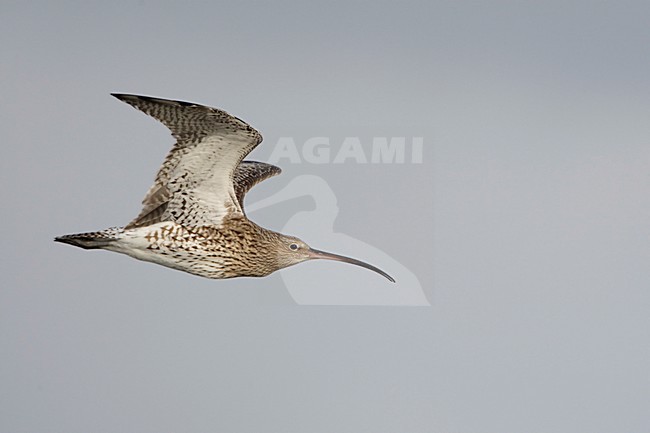 Flying; Vliegend stock-image by Agami/Arie Ouwerkerk,