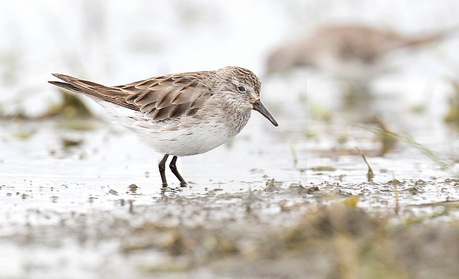 Wintering White-rumped Sandpiper (Calidris fuscicollis) along the pacific coast of Chile. Adult moulting to winter plumage. stock-image by Agami/Dani Lopez-Velasco,