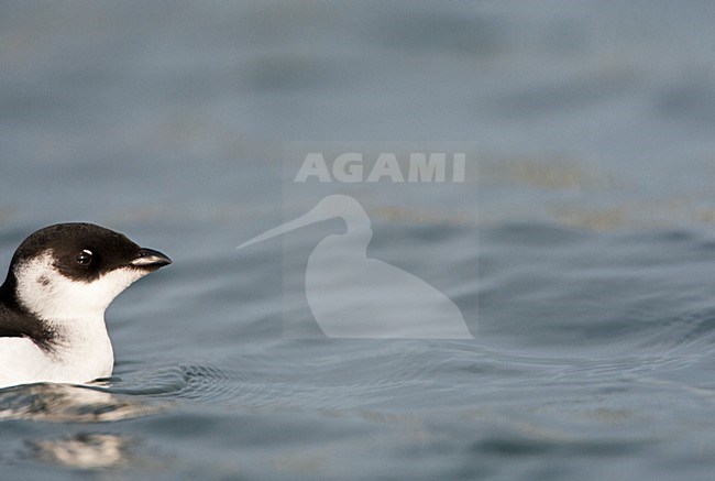 Eerstejaars Kleine Alk zwemmend in de haven van Vlieland; First year Little Auk (Alle alle) swimming in the harbour of Vlieland, Netherlands stock-image by Agami/Marc Guyt,