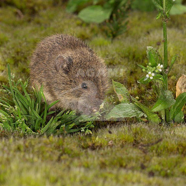 Veldmuis in de vegetatie, Common Vole in the vegetation stock-image by Agami/Theo Douma,