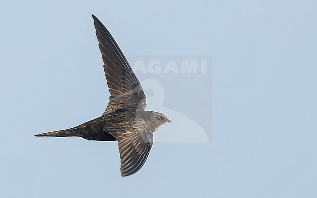 Common Swift (Apus apus) in flight, showing upperside. stock-image by Agami/Lennart Verheuvel,
