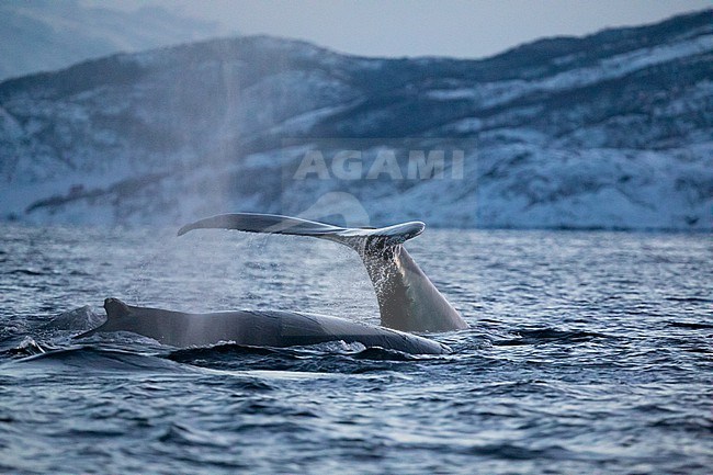 Humpback whales (Megaptera novaeangliae) showing tail and back, before diving, in a setting of Norwegian fjords. stock-image by Agami/Sylvain Reyt,