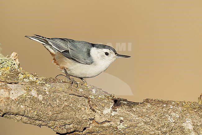 Adult male
Santa Barbara Co., CA
November 2022 stock-image by Agami/Brian E Small,