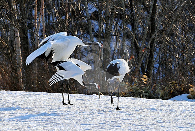 Chinese Kraanvogel baltsend; Red-crowned Crane displaying stock-image by Agami/Rob Riemer,